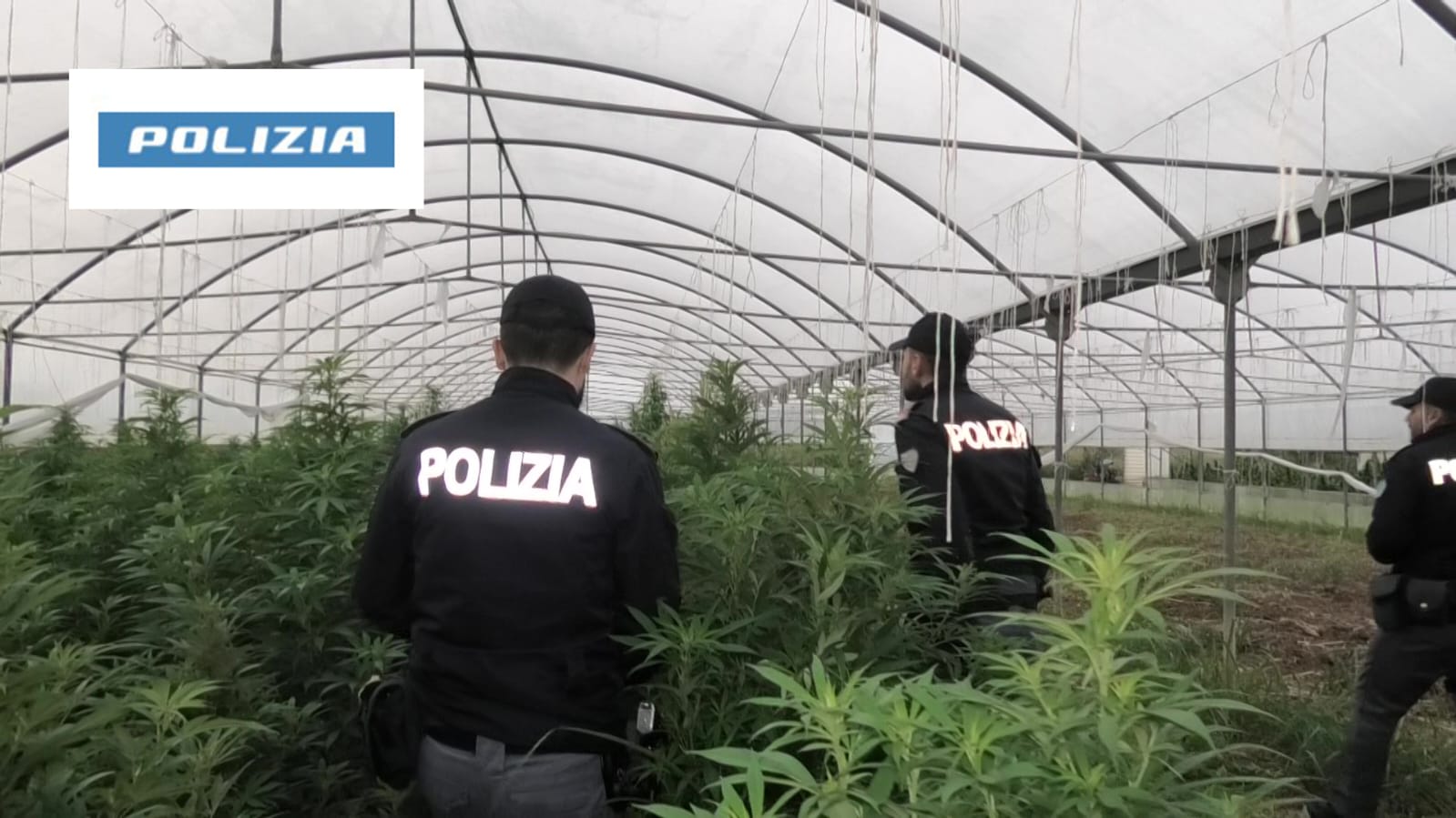 Scoperta una piantagione di marijuana a Roggiano Gravina